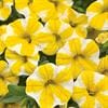 Calibrachoa – (Proven Winner Superbells) – Lemon Slice