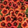 Calibrachoa – (Proven Winner Superbells) – Tangerine Punch