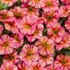 Calibrachoa – (Proven Winner Superbells) – Tropical Sunrise