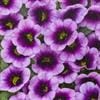 Calibrachoa – (Proven Winner Superbells) – Blue Moon Punch