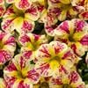 Calibrachoa – (Proven Winner Superbells) – Holy Moly