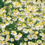 Chamomile