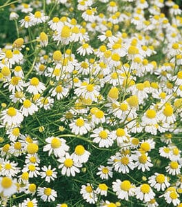 Chamomile
