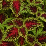 Coleus - Terra Nova Varieties
