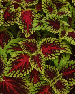 Coleus – Terra Nova Varieties