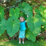 Elephant Ear - Colocasia