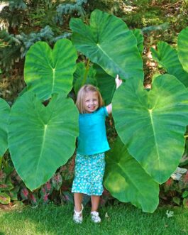 Elephant Ear – Colocasia