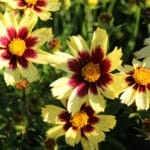 Coreopsis Super Star