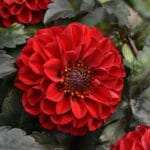 Dahlia - Red