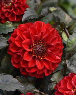 Dahlia – Red