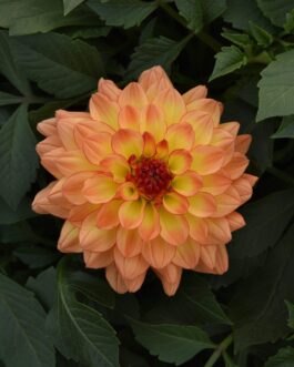 Dahlia – Tequila Sunrise