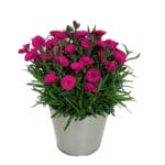 Dianthus