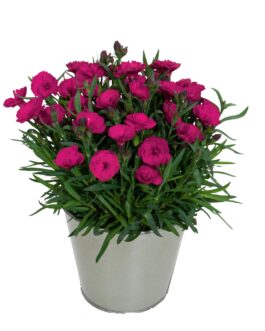 Dianthus