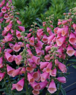 Digitalis Arctic Fox Rose