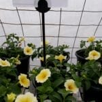 Bees Knee Petunia