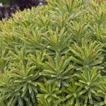 Spurge - Ascot Rainbow