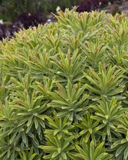 Spurge – Ascot Rainbow