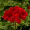 Geranium – Calliope Red
