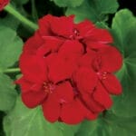 Geranium - Calliope Burgundy