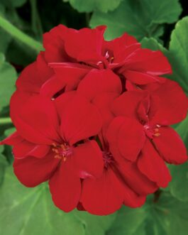 Geranium – Calliope Burgundy