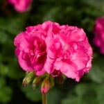Geranium - Calliope Pink
