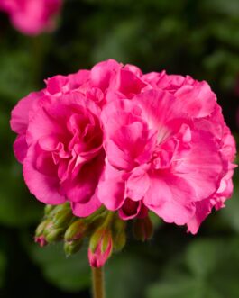 Geranium – Calliope Pink