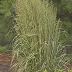 Calamagrostis Avalanche