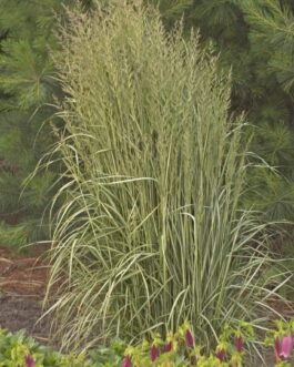 Calamagrostis Avalanche