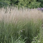 Calamagrostis Karl Foerster