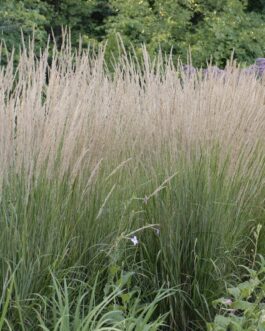 Calamagrostis Karl Foerster