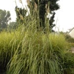 Sacharum Rav (Hardy Pampas)