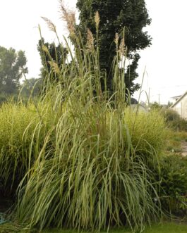 Sacharum Rav (Hardy Pampas)