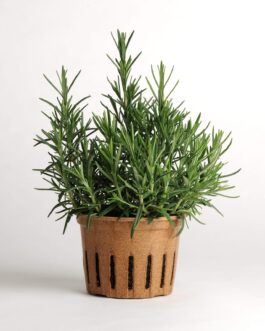 Rosemary