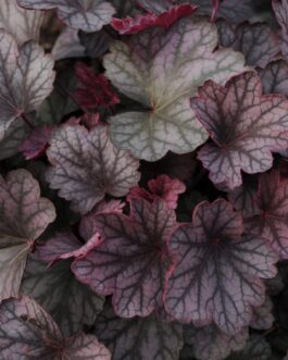 Heuchera Carnival Rose