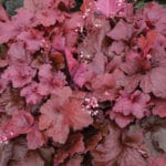 Heuchera Fire Alarm