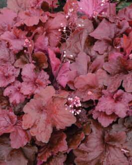Heuchera Fire Alarm