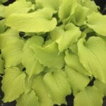 Hosta- Dancing Queen