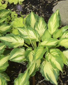 Hosta – Lakeside Paisley Print