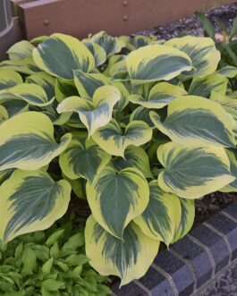 Hosta – Liberty