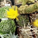 Spring Cactus - 6" pot