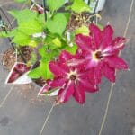 Clematis  - Proven Winner