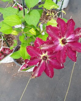 Clematis  – Proven Winner