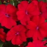 Sunpatien Impatiens - Red