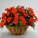 Sunpatien Impatiens - Orange