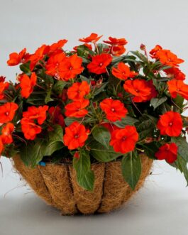 Sunpatien Impatiens – Orange