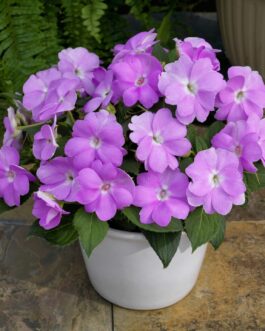 Sunpatien Impatien – Orchid