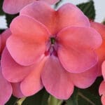 Sunpatien Impatien -Pink