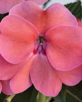 Sunpatien Impatien -Pink