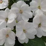 Sunpatien Impatiens - White