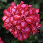 Ivy Geranium- Red Ice